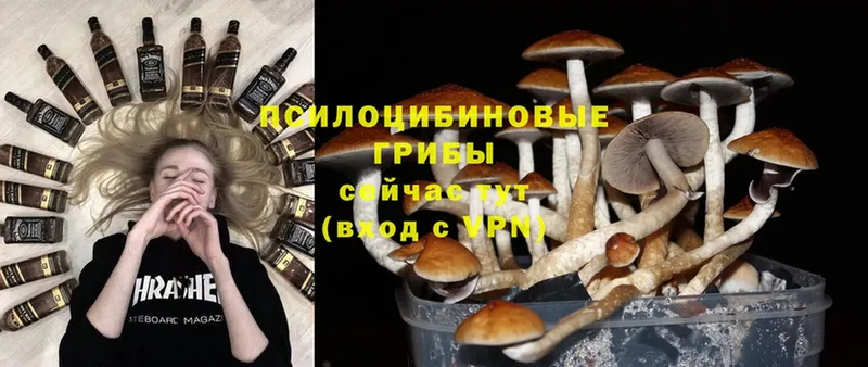 дарнет шоп  omg зеркало  Псилоцибиновые грибы MAGIC MUSHROOMS  Кингисепп 